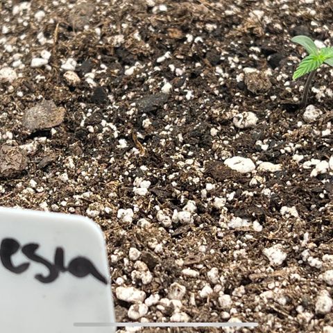 Amnesia Haze growlog photo: 10am