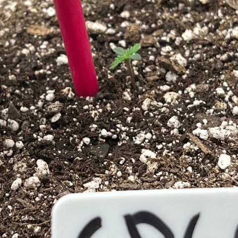 Mesphito - CDLC growlog photo: 10am