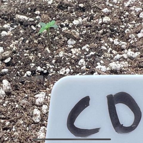 Mesphito - CDLC growlog photo: 10am