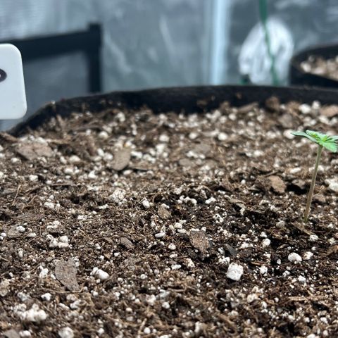 Gelato growlog photo: 10am