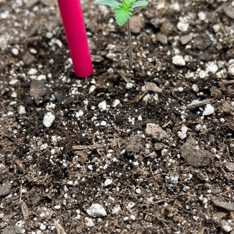 Gelato growlog photo: 10am