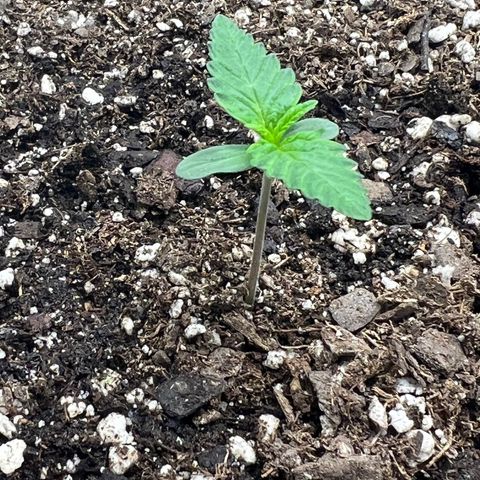 Gelato growlog photo: Am shot