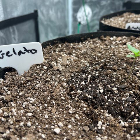 Gelato growlog photo: Am shot