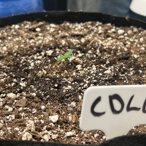 Mesphito - CDLC growlog photo: Am shot