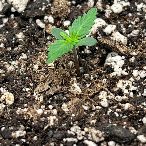 Mesphito - CDLC growlog photo: Am shot