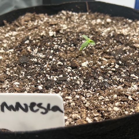 Amnesia Haze growlog photo: Am shot
Amnesia looking a little droopy today, going to watch it.  