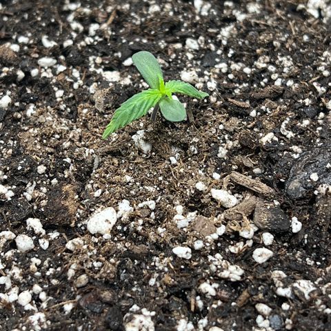 Amnesia Haze growlog photo: Am shot
Amnesia looking a little droopy today, going to watch it.  