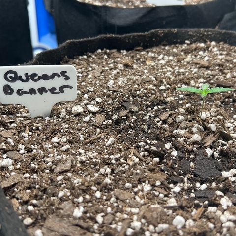 Queens Banner growlog photo: Am shot