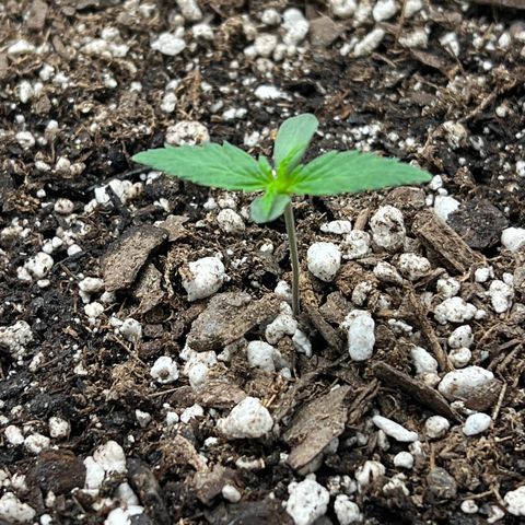 Queens Banner growlog photo: Am shot