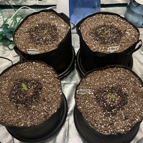 Queens Banner growlog photo: Am shot
