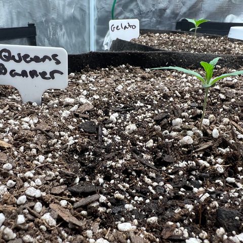 Queens Banner growlog photo: Post watering
