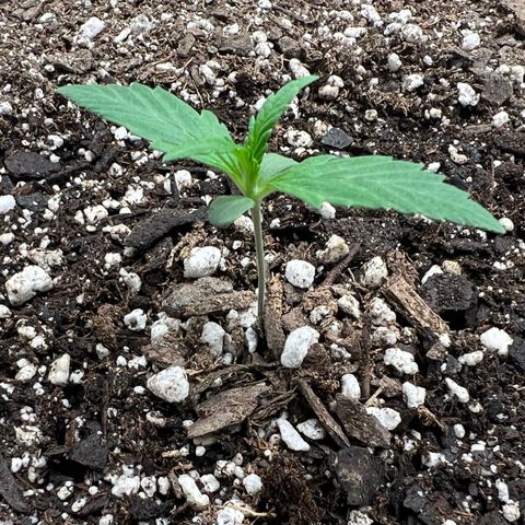 Queens Banner growlog photo: Post watering