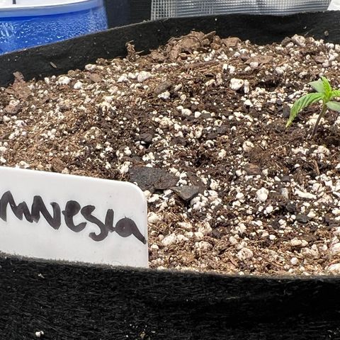 Amnesia Haze growlog photo: Post watering. Think this plant needs more water, didn’t wait as long (for all) and upped the amount