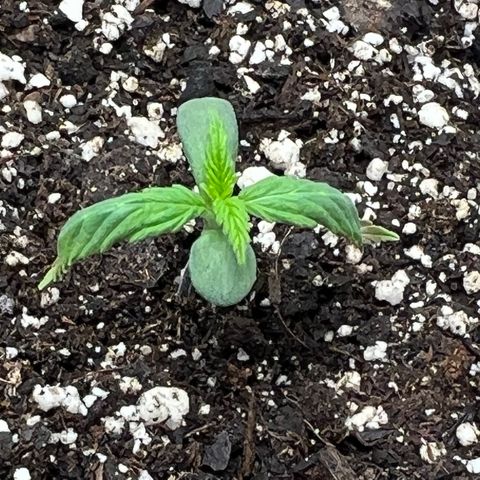 Amnesia Haze growlog photo: Post watering. Think this plant needs more water, didn’t wait as long (for all) and upped the amount