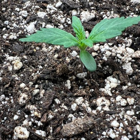 Mesphito - CDLC growlog photo: Post watering 