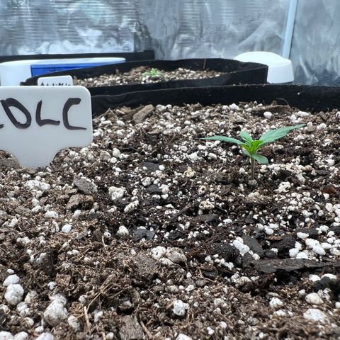 Mesphito - CDLC growlog photo: Post watering 
