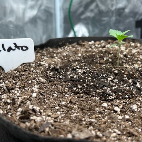 Gelato growlog photo: Post watering