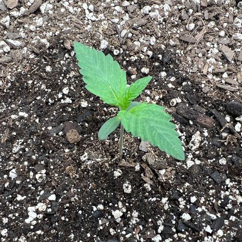 Gelato growlog photo: Post watering
