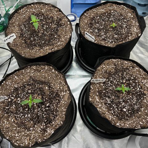 Mesphito - CDLC growlog timeline photo