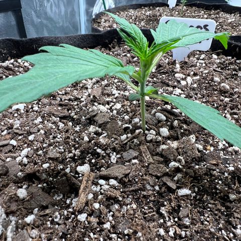Queens Banner growlog photo: Am