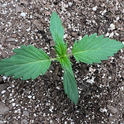 Queens Banner growlog photo: Am