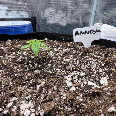 Amnesia Haze growlog photo: Am