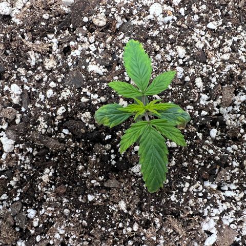 Amnesia Haze growlog photo: Am