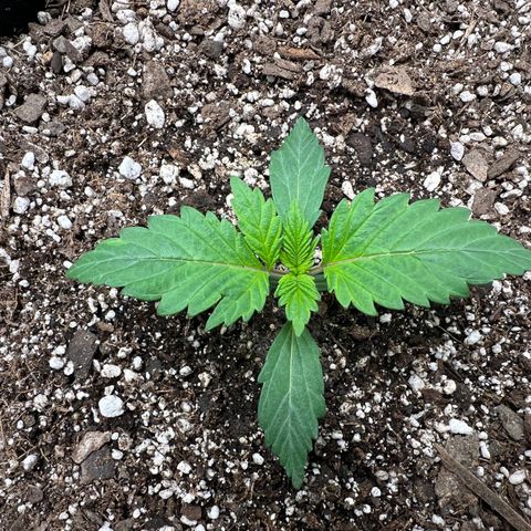 Mesphito - CDLC growlog photo: Am
