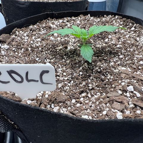 Mesphito - CDLC growlog photo: Am
