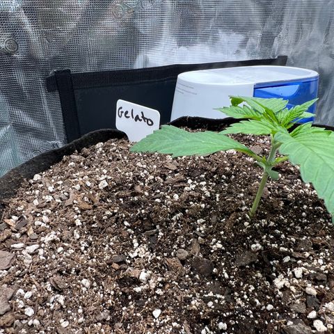 Gelato growlog photo: Am