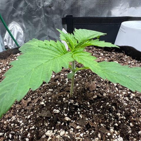 Gelato growlog photo: Am