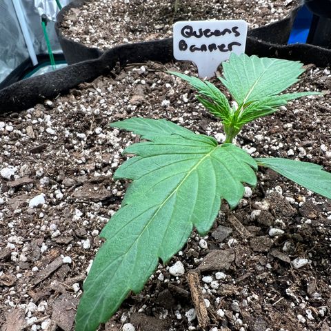 Queens Banner growlog photo: Am