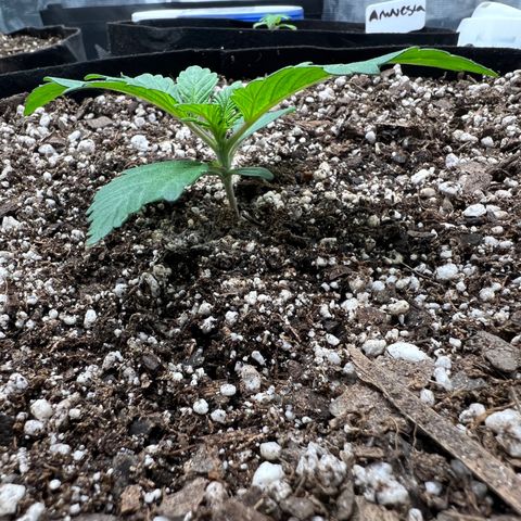 Mesphito - CDLC growlog photo: Am