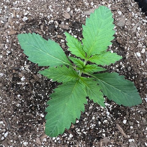 Gelato growlog photo: Am