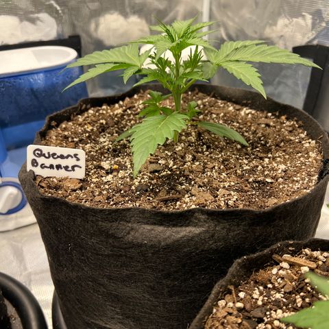 Queens Banner growlog timeline photo
