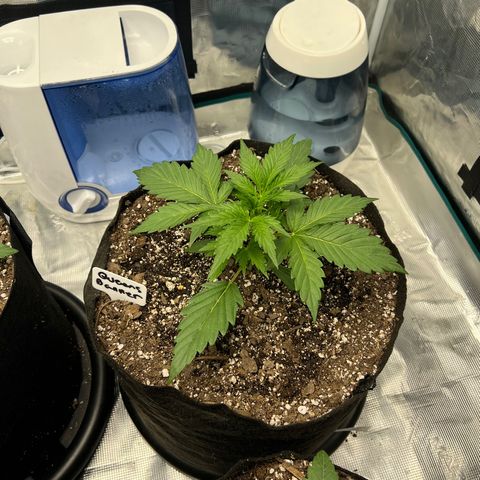 Queens Banner growlog timeline photo