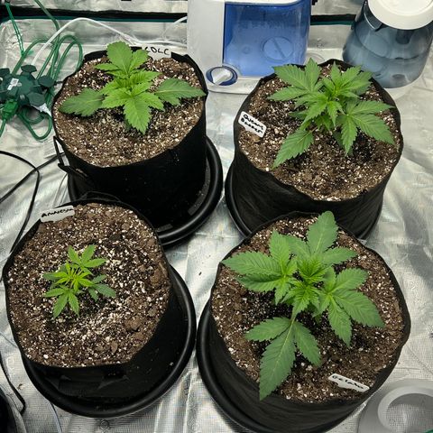 Amnesia Haze growlog timeline photo