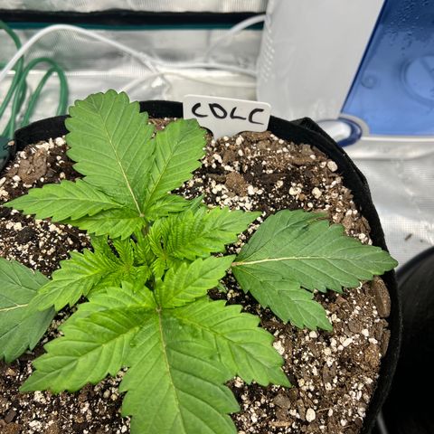 Mesphito - CDLC growlog timeline photo