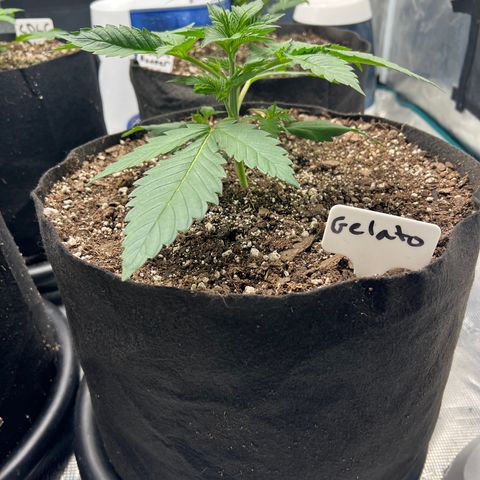 Gelato growlog timeline photo
