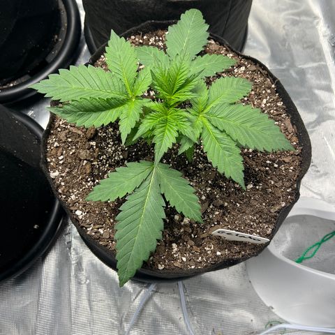 Gelato growlog timeline photo