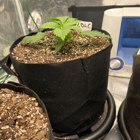 Mesphito - CDLC growlog timeline photo
