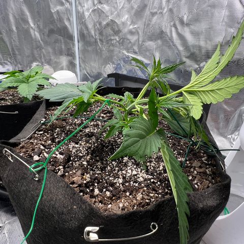 Queens Banner growlog timeline photo