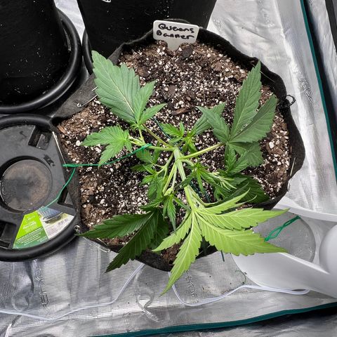 Queens Banner growlog timeline photo