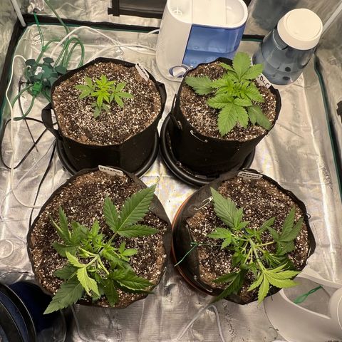 Queens Banner growlog timeline photo