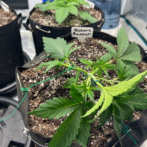 Queens Banner growlog timeline photo