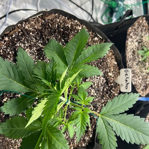 Gelato growlog timeline photo