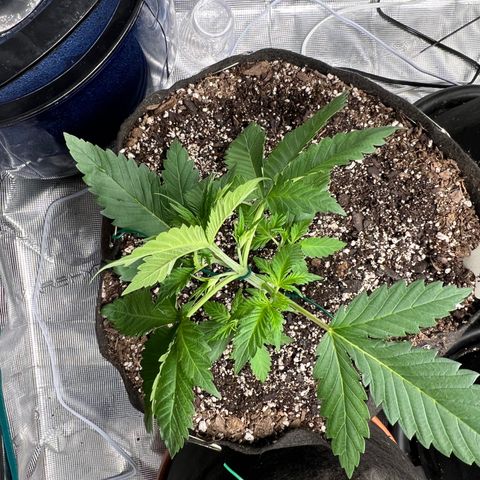 Gelato growlog timeline photo