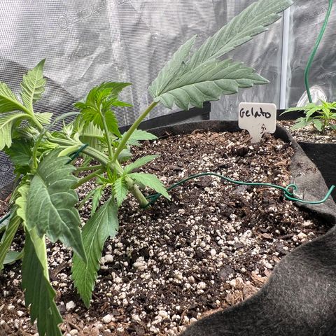 Gelato growlog timeline photo
