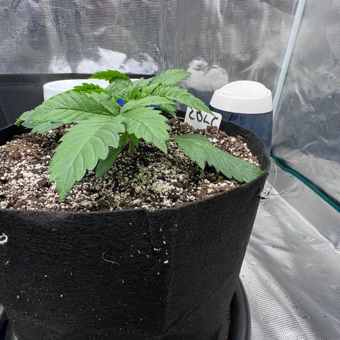 Mesphito - CDLC growlog timeline photo