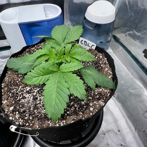 Mesphito - CDLC growlog timeline photo